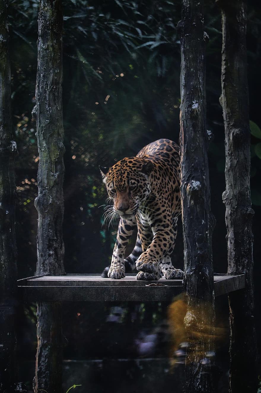 leopard, feline, flekker, hastighet, dyr, dyr i naturen, undomesticated cat, utrydningstruede arter, stor katt, skog, tre