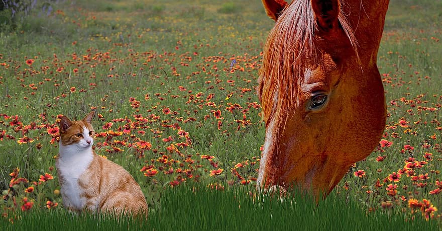 con ngựa, con mèo, chăn thả, bạn bè, mùa xuân, bông hoa, hoa dại, ngựa hạt dẻ, Thiên nhiên, nông thôn, cỏ