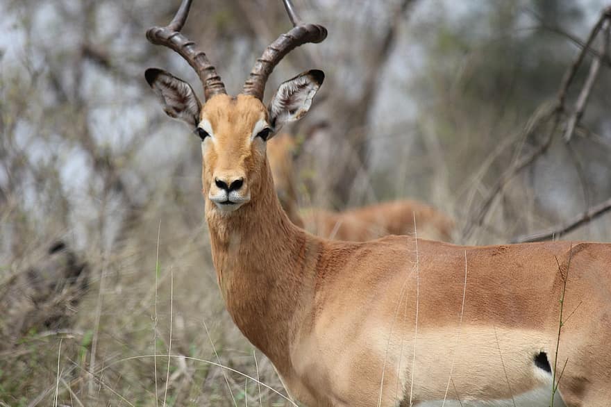 animal, mammifère, Springbok, antilope, Afrique, safari, la nature, espèce, animaux à l'état sauvage, cornu, animaux de safari