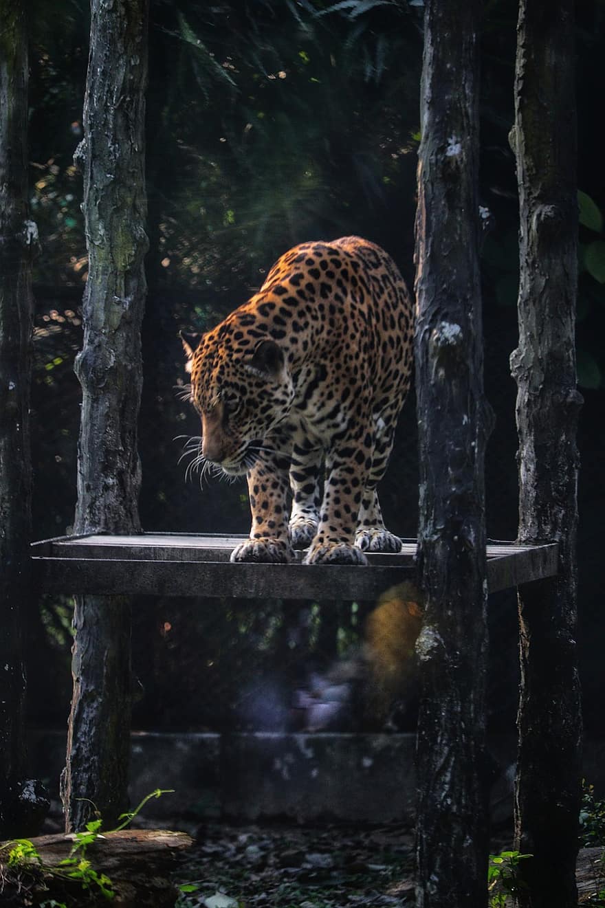 leopards, kaķi, plankumi, ātrumu, dzīvnieku, dzīvniekiem savvaļā, neārstēta kaķis, apdraudētas sugas, mežs, liels kaķis, kažokādas