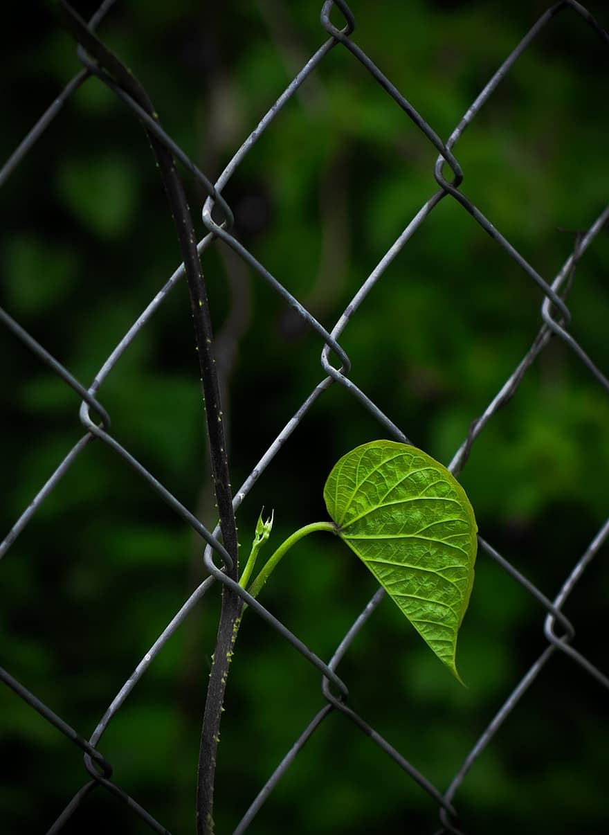 листо, ограда, разграничение, зелен лист, листа вени, верижна връзка, ограда на веригата, метал, бариера, решетка, растения