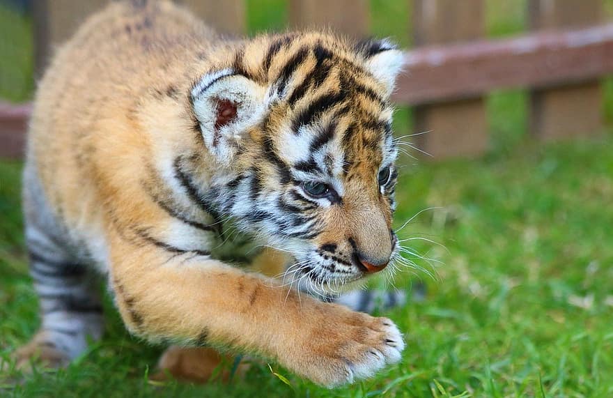 tigre, cub, gatet, animal, bonic, gat, mamífer