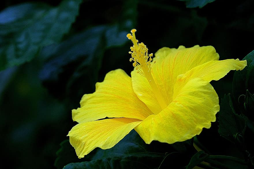 黄、ハイビスカス、花、咲く、自然