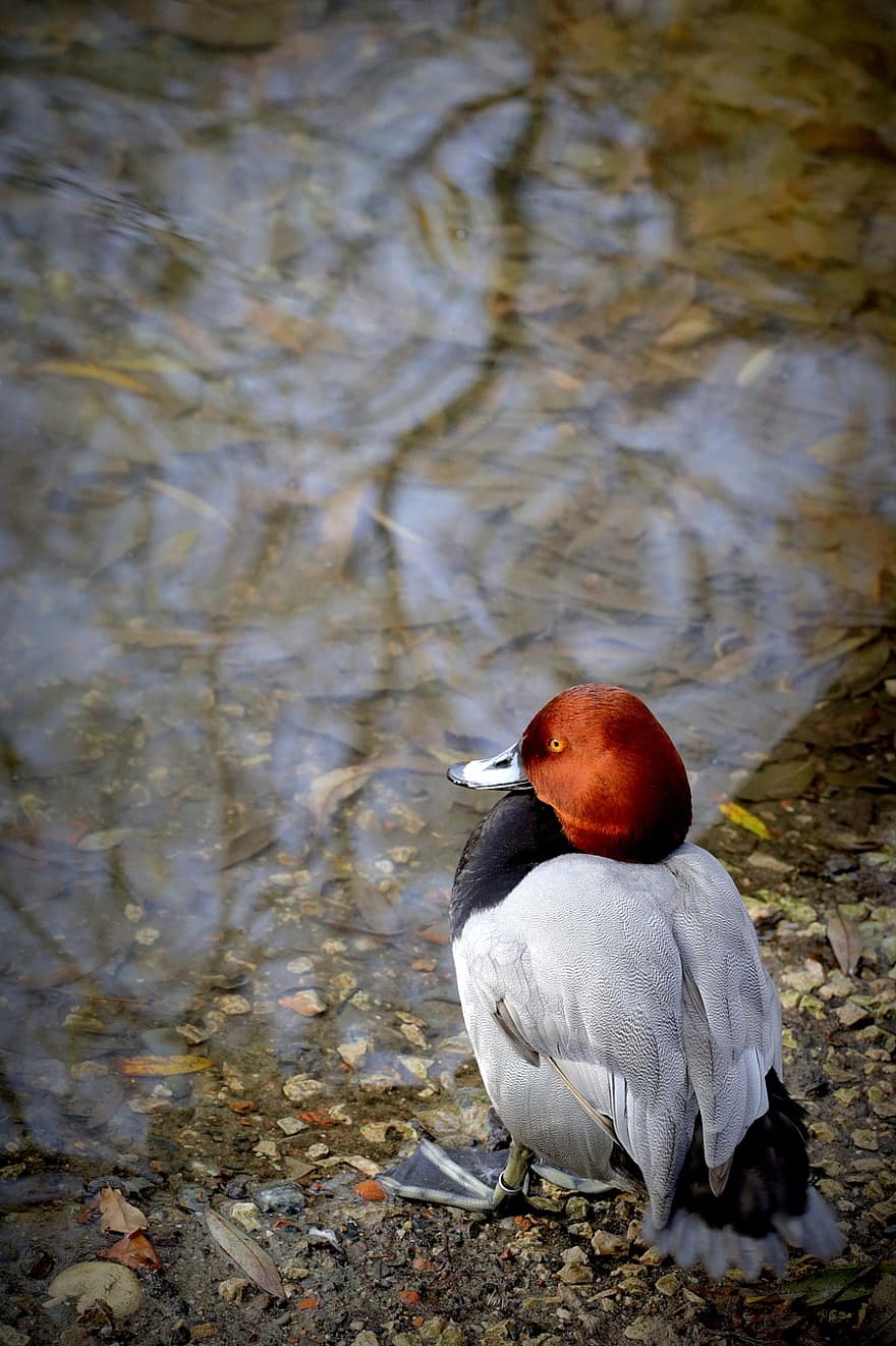 redhead duck, bird, duck