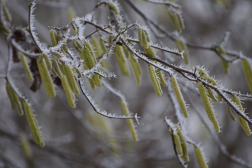 Frost, Winter, Nature, Tree, Birch, Frozen, Woods, Season, Forest, close-up, branch