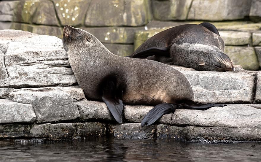 peles de foca, animais, mamíferos, jardim zoológico, foca, animais selvagens, América do Sul