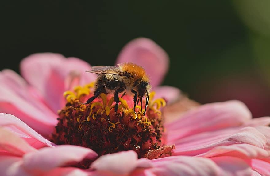 цвете, пчела, опрашване, природа, едър план, насекомо, макро, животно, лято, растение, цветен прашец