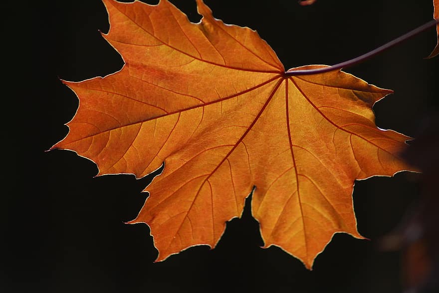 кленовый, лист, осень, дерево, оранжевый, октябрь, лес