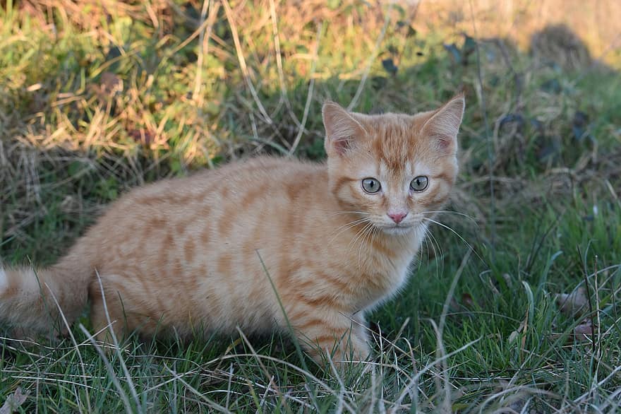 кошка, котенок, бакенбарды, рыжая кошка, кошачьи глаза, внутренний, милый, домашние питомцы, Домашняя кошка, трава, кошачий