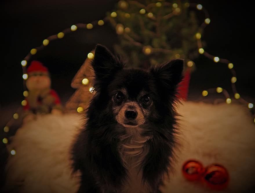 Merry Christmas, Chihuahua, Canine, Animal, Mammal, Species
