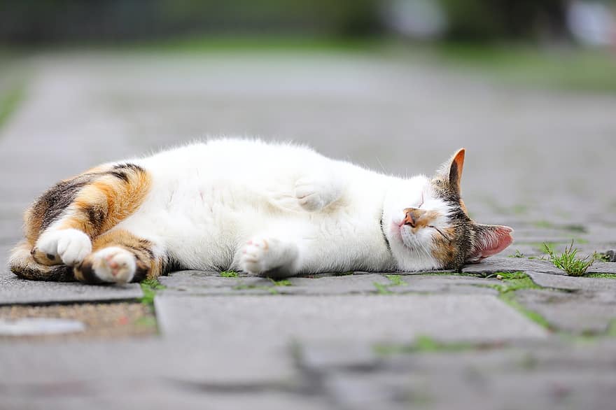 kucing, sedang tidur, di luar rumah, kucing kucing, hewan, kucing rumahan, licik, mamalia, imut, tertidur
