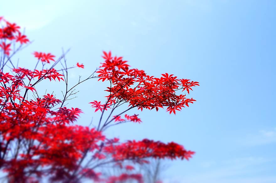 taiteellinen käsitys, punainen, kukka, puun lehti, puu