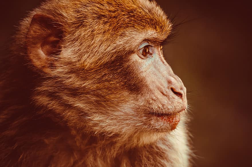 macaque barbary, con vượn, linh trưởng, động vật hoang dã, salem núi khỉ, động vật hoang da, vườn bách thú, con khỉ, cận cảnh, dễ thương, đầu động vật
