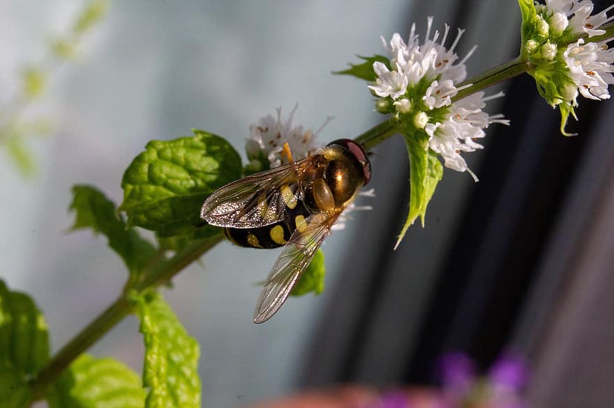 bite, kukaiņi, apputeksnēšana, osa, spārni, makro fotogrāfija, apputeksnēt, raksturs, tuvplāns, bokeh, augu