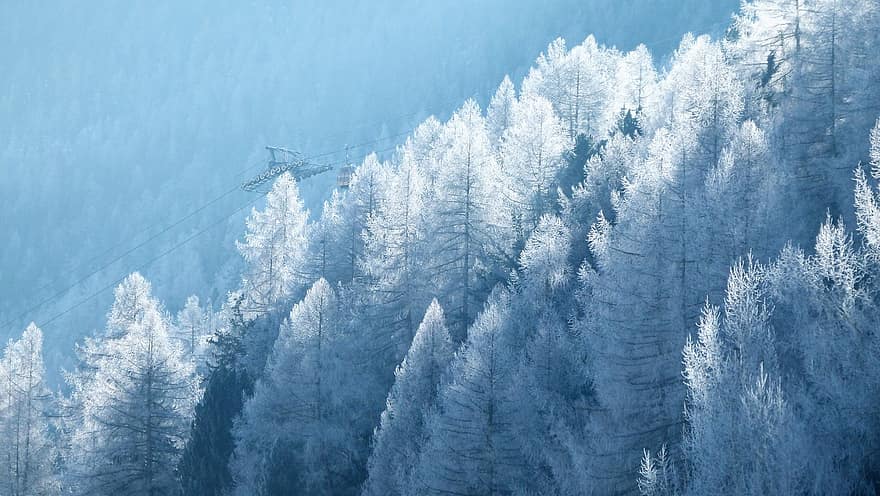træer, natur, vinter, sæson, Skov, Schweiz, sne, bjerg, blå, træ, landskab