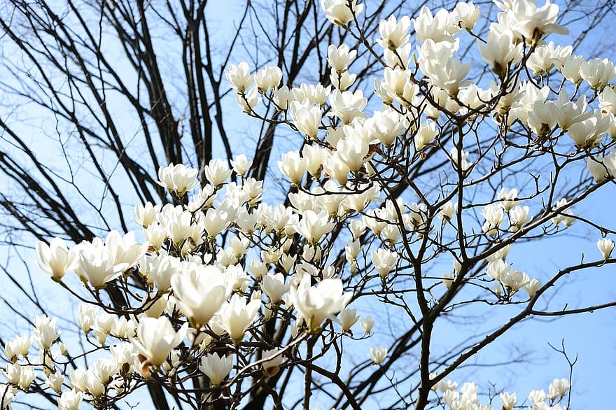 flores, árvore, magnólia, flor, Flor, Japão, panorama, plantar, branco, Primavera, primavera