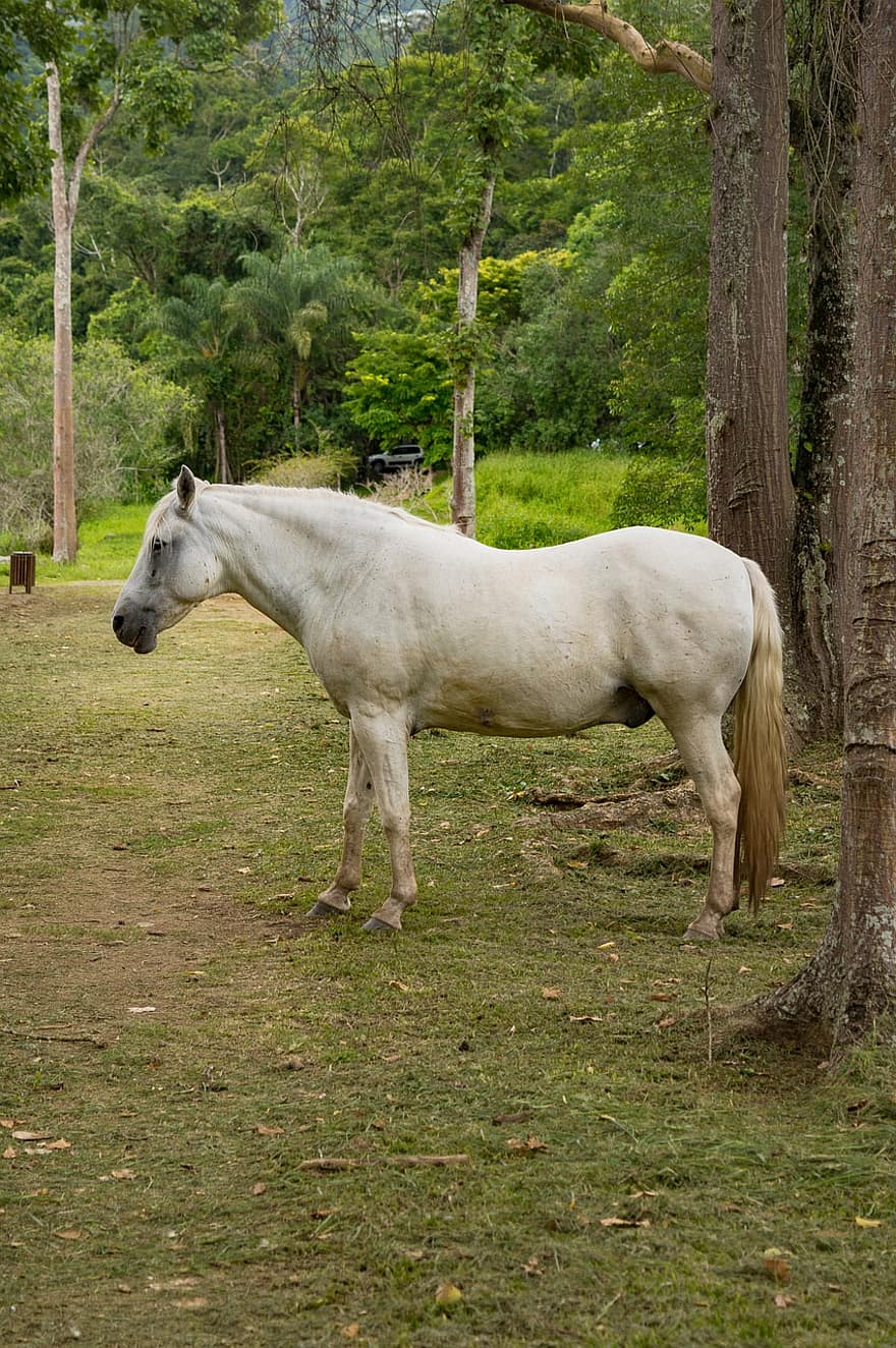 caballo, animal, rural, semental, caballo blanco, mamífero, equino, granja, campo, al aire libre, naturaleza