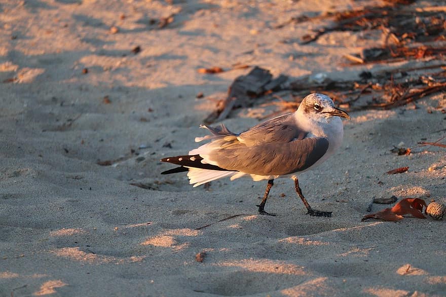 Gull, Seagull, Shorebird, Beach, Bird, Feather, beak, animals in the wild, coastline, sand, sea bird