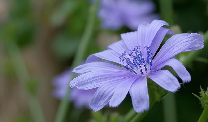 cykoria, kwiat, niebieski kwiat, płatki, niebieskie płatki, roślina kwitnąca, kwitnąć, flora