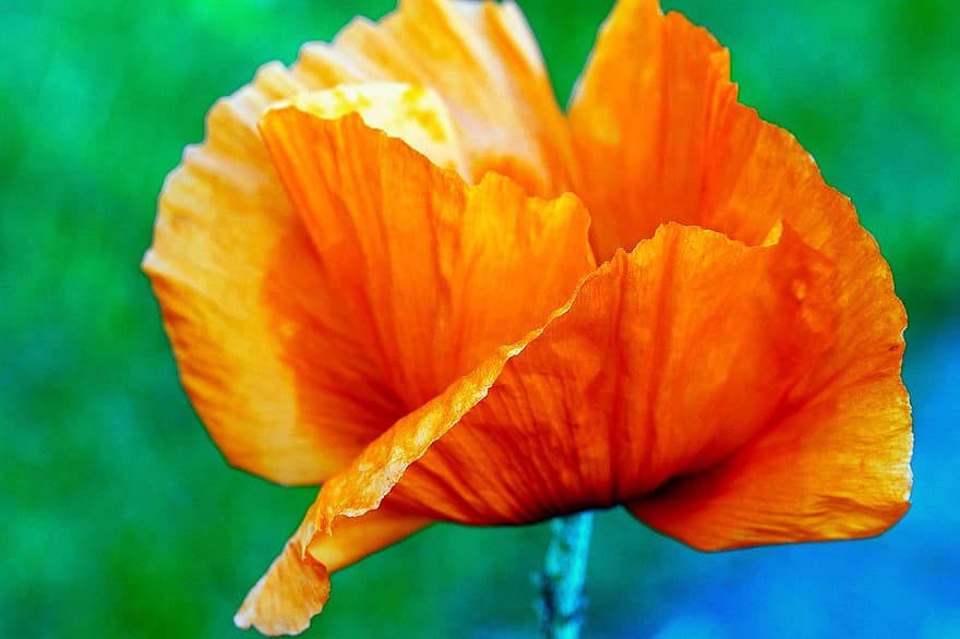 Blume, Mohn, orange Mohnblume, orangene Blume, blühen, Natur, Nahansicht, Pflanze, Gelb, Sommer-, Blatt