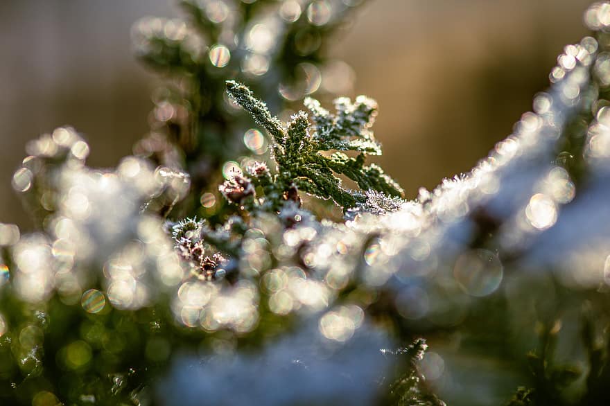 Frost, Winter, Thuja, Hedge, Thuja Tree, Bokeh