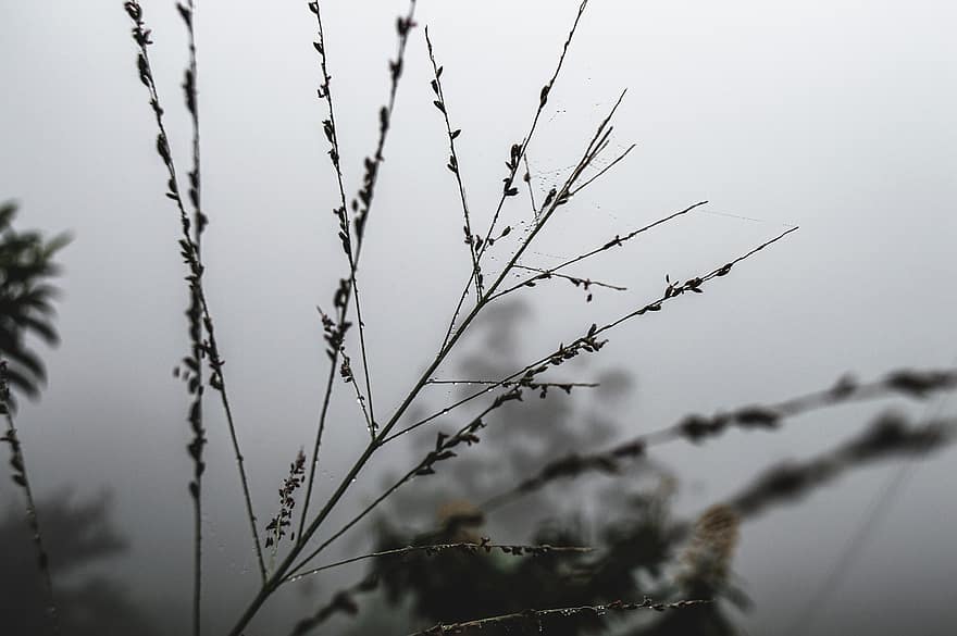 Pflanze, Tau, Nebel, Tautropfen, nass, Natur, Morgen, nebelig