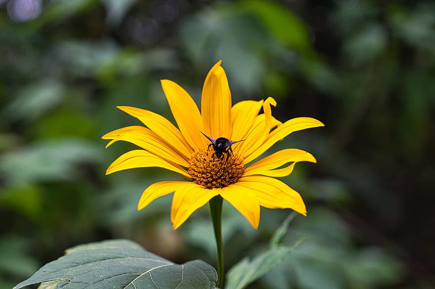 méh, rovar, beporoz növényt, beporzás, virág, szárnyas rovar, szárnyak, természet, hymenoptera, rovartan, makró