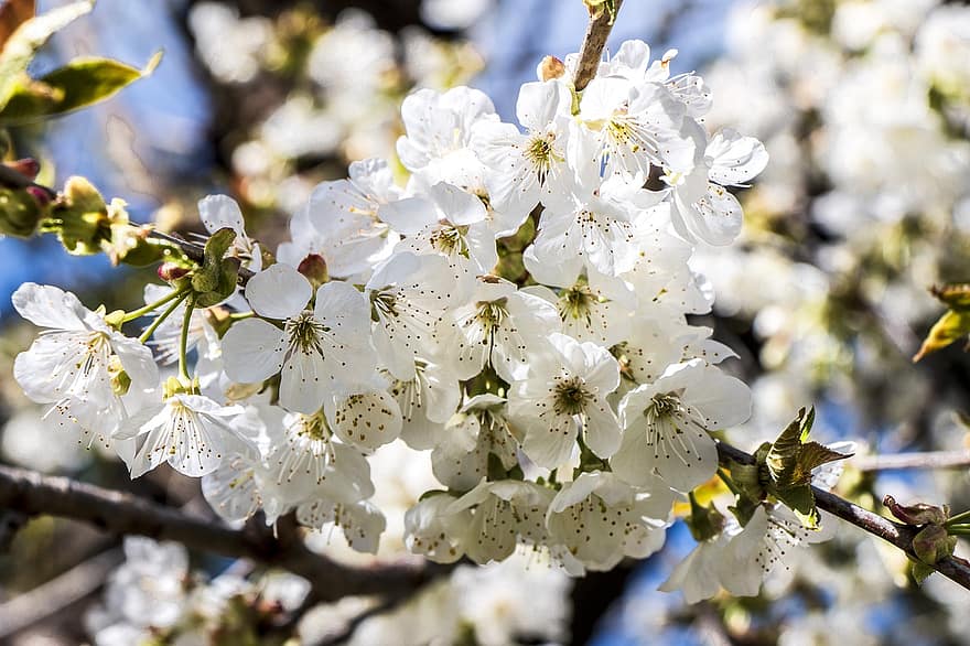 bílé květy, třešňové květy, sakura, květiny, poboček, bílé okvětní lístky, květ, flóra, Příroda, jaro, jarní květiny