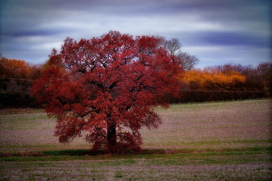 ruduo, Anglijoje, medis, ąžuolas, mediena, lapai, pobūdį, kraštovaizdį, kaimo scenoje, sezoną, geltona