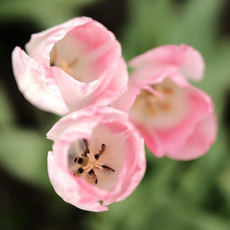 tulipani, fiori, pianta, tulipani rosa, fiori rosa, pistillo, petali, fioritura, primavera, flora, giardino