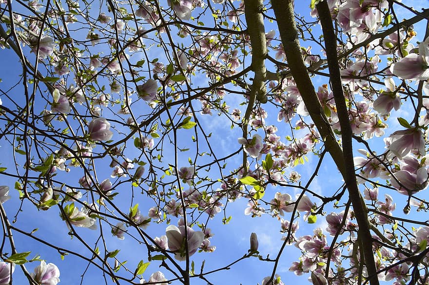 magnolia, blå himmel, himmel, natur, forår, blomster, lyserød, blå, hvid, træ, plante