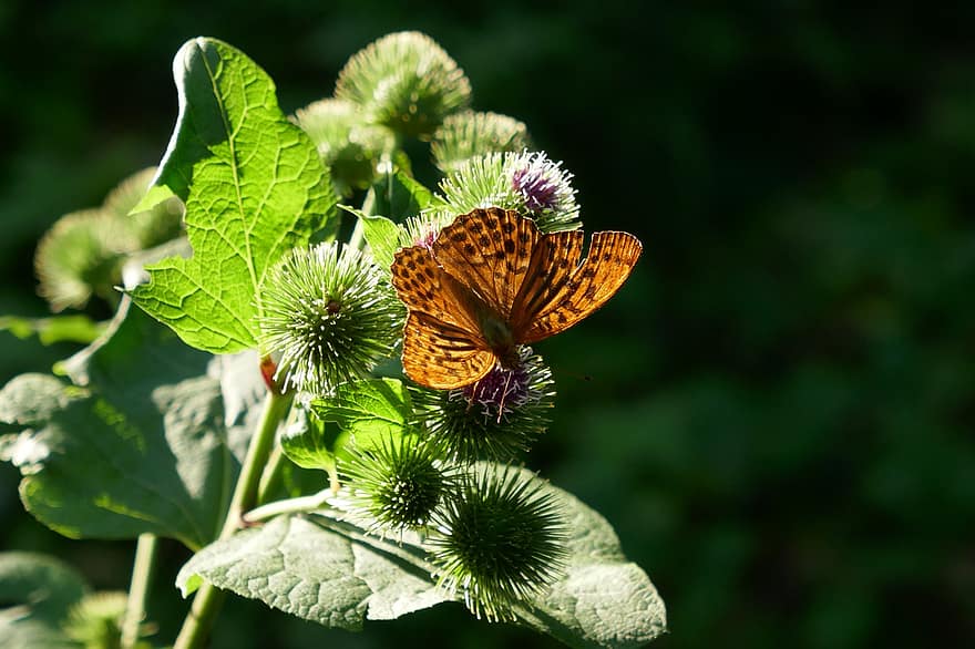 пеперуда, насекомо, растение, fritillary, гора, природа, слънчева светлина