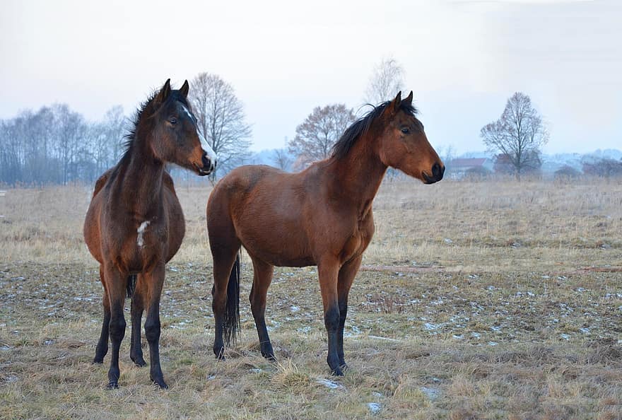 Horses, Equine, Field, Winter, horse, farm, stallion, rural scene, mare, pasture, meadow