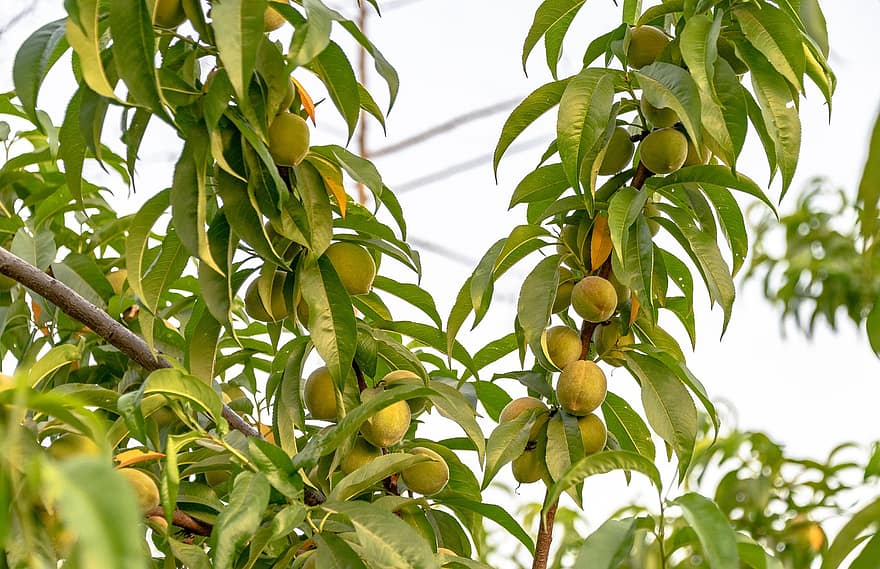 персик, плоды персика, персиковое дерево, фрукты, урожай, лист, свежесть, зеленого цвета, ветка, завод, летом