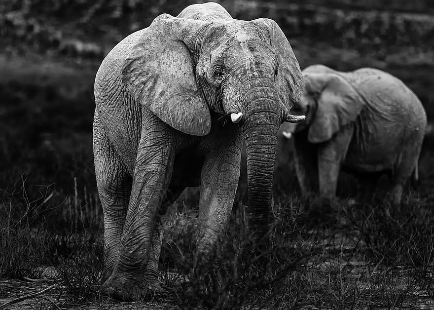 слон, сафари, монохромный, животное, млекопитающее, живая природа, хобот, клыки, пустыня, природа, Намибия