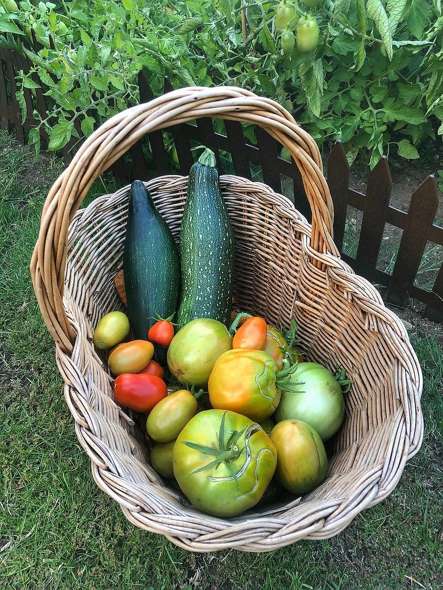 berkebun di rumah, Kebun sayur, panen, Sayuran, sayuran segar