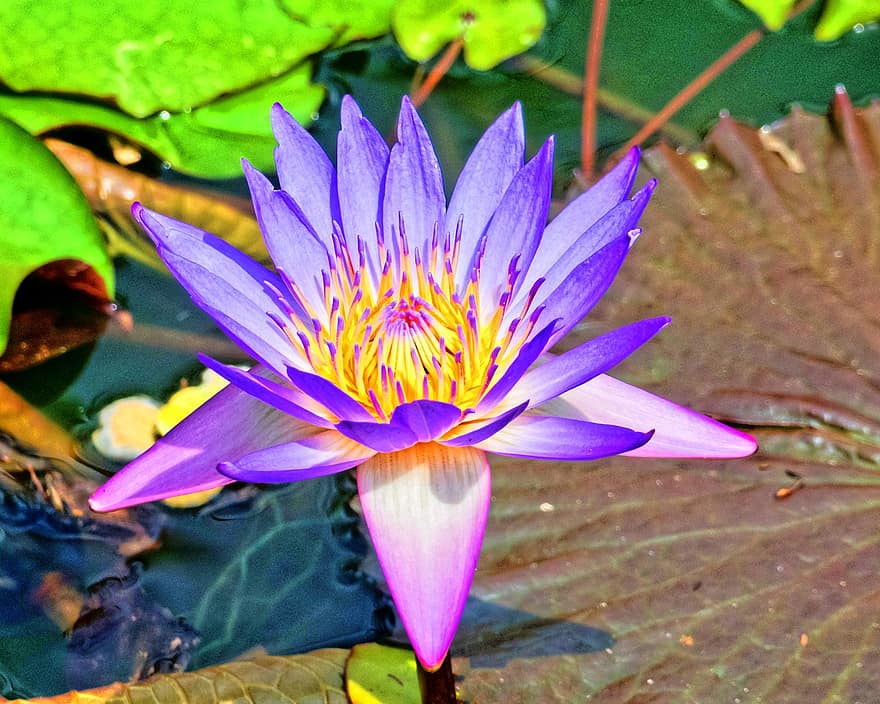 Flower, Lotus, Bloom, Blossom, leaf, plant, pond, flower head, petal, summer, close-up