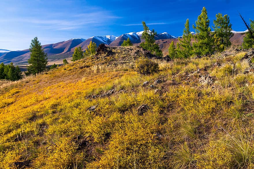 Altai, hegyek, fű, tájkép, természet, hegy, rét, fa, erdő, kék, nyári