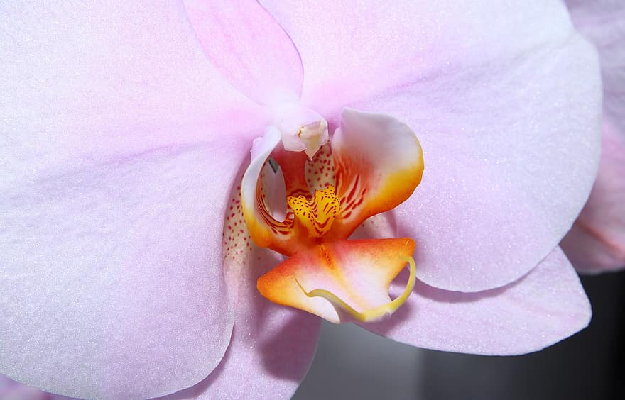 orkide, blomst, rosa orkidé, petals, rosa petals, blomstre, flora, anlegg, natur