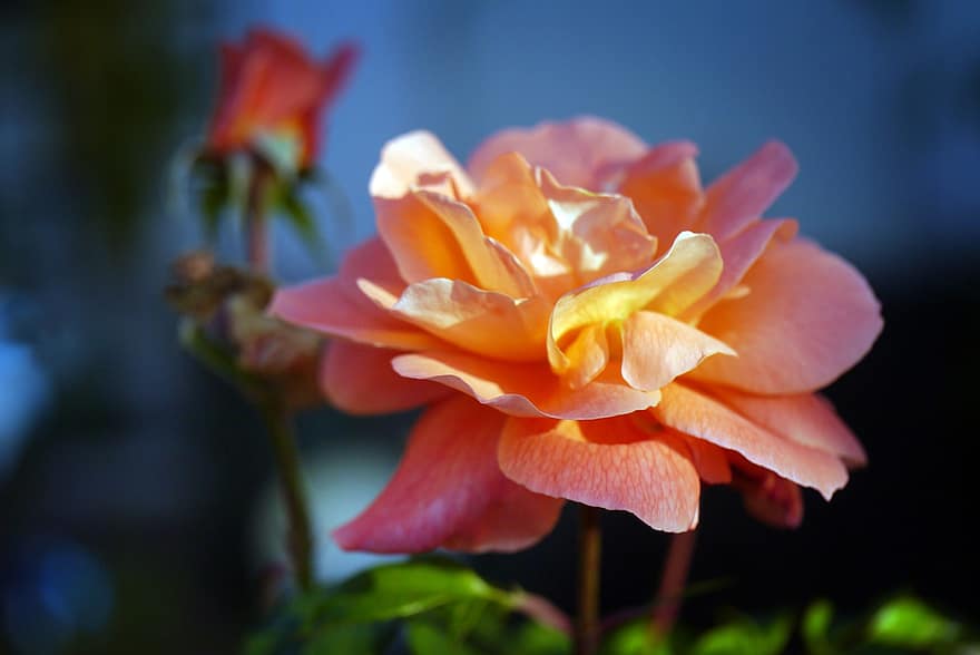 mawar, mawar mekar, bunga, mekar, berkembang, romantis, berwarna merah muda, alam, menanam, keindahan, keharuman