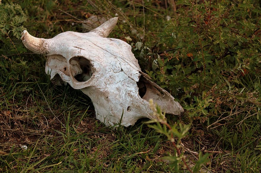 vaca, crânio, esqueleto, osso, animal, morte, grama