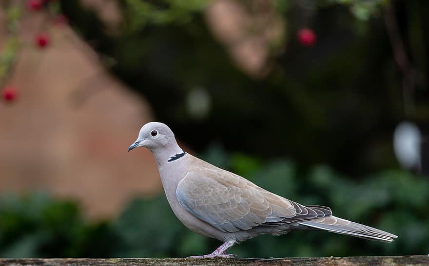 Collared Dove, Dove, Pigeon, Nature, Bird, Wildlife, Feathers, Plumage, Ave, Avian, Ornithology