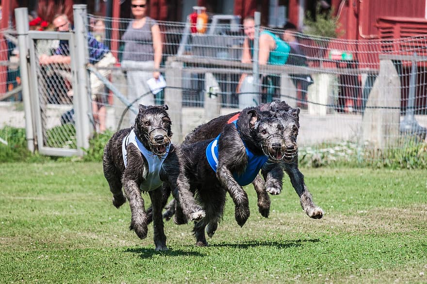greyhounds, hunder, løping, felt, utendørs, aktiv, dyr, hjørnetenner, smidighet, atletisk, canine