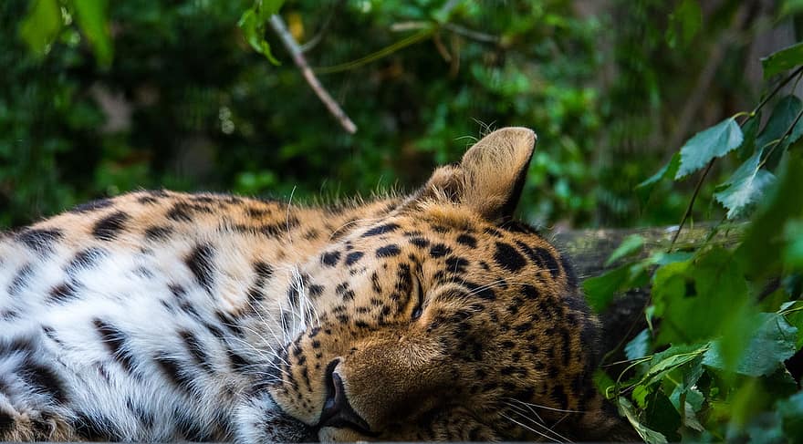 leopardo, dormir, gato, depredador, zoo, animal