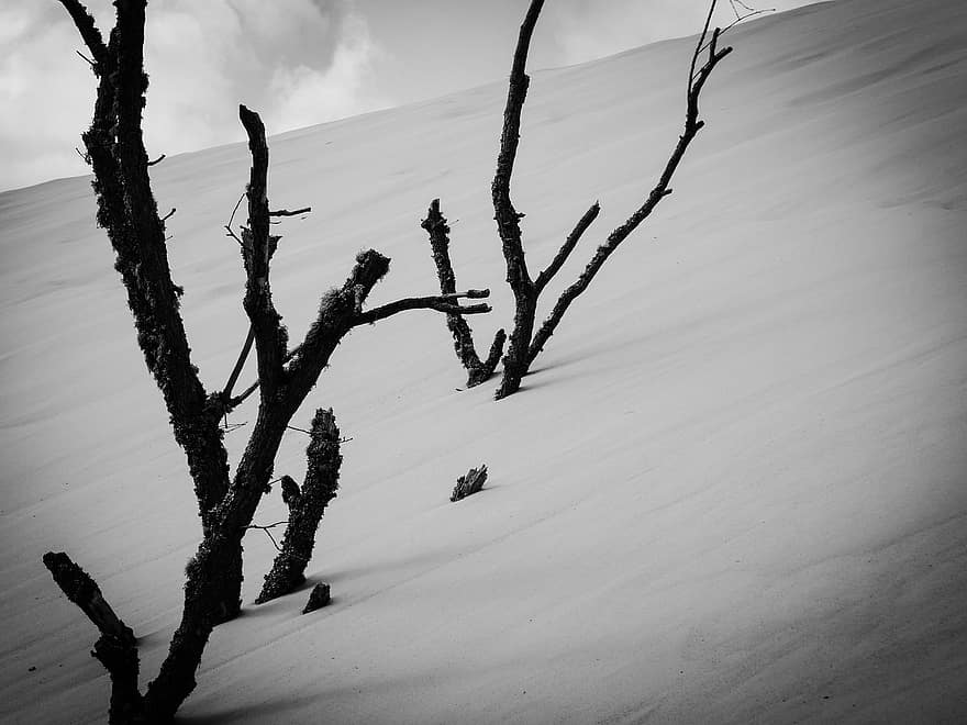 Dune, Branches, Sand, Nature, Landscape, Black And White, Holiday, Beach, Sea, Summer