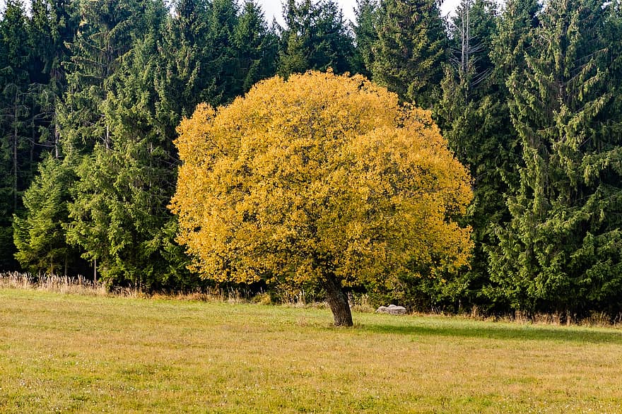 Bäume, Feld, fallen, Herbst, gelbe Blätter, Wiese, Landschaft, Natur