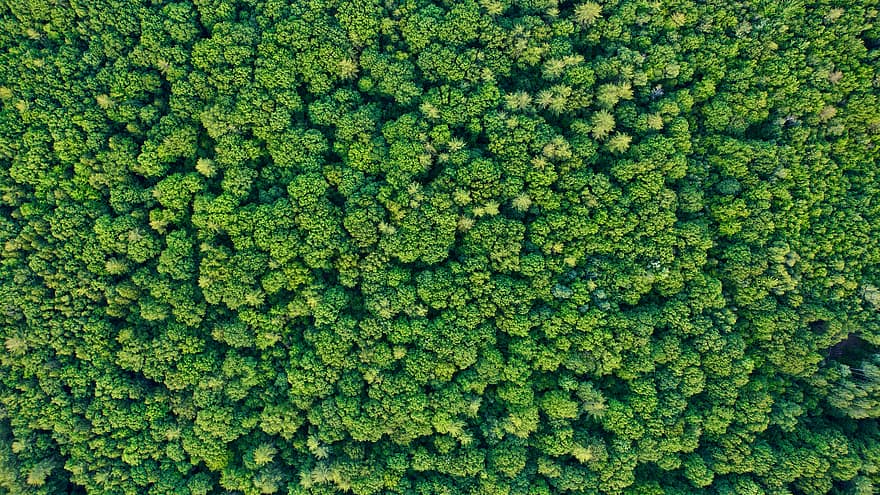forest, aerial, view, tree, green, wood, landscape, scenic, nature, texture, background
