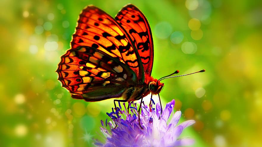 насекомое, бабочка, энтомология, крылья, макрос, цветок, сад, опыление, перловец малиновец, Rusalkowate
