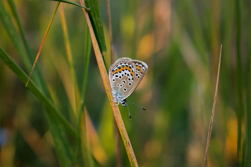papallona blava amb talls de plata, papallona, herba, insecte, lepidòpters, ales, planta, naturalesa, primavera, bokeh