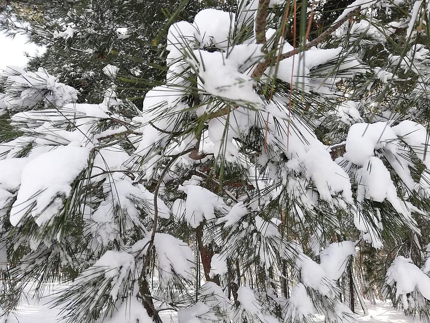 agujas de pino, invierno, nieve, hojas, ramas, árbol, escarcha, hielo, picea, hojas perennes, conífera
